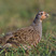 Gray Partridge